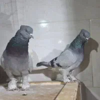 کبوتر سبز دم سفید