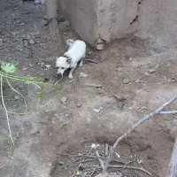 پاگوتاه سفید