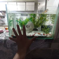 آکواریم وپمپ|ماهی|قم, لسانی|دیوار