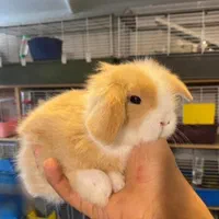 خرگوش|موش و خرگوش|اصفهان, شهرک کاوه|دیوار