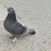 کبوتر ماده|پرنده|دهلران, |دیوار