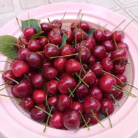 گیلاس ممتاز