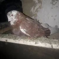 کبوتر پرشی سرور نوک جم|پرنده|گلستان (تهران), |دیوار