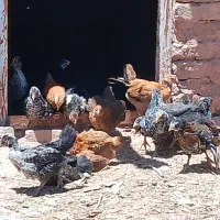 جوجه محلی ولاری
