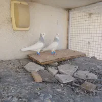 کفتر طوقی کبوتر طوقی فروشی|پرنده|شیراز, شهرک امام حسن|دیوار