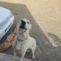 سگ نگهبان