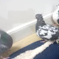 کفتر ساده|پرنده|تربت جام, میان جام|دیوار