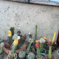 حراج گلخانه کاکتوس با کمترین قیمت|گل و گیاه طبیعی|نورآباد ممسنی, |دیوار