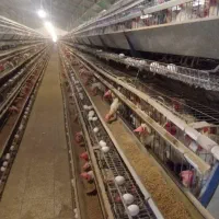 مرغ زنده تخمی سفید خونی جهت کشتار