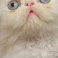 پرشین