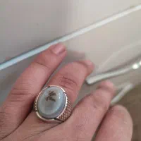 شجر باباقوری اصل