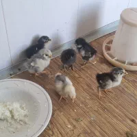 ۶عددجوجه گلین چهل تاج
