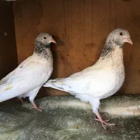 کبوتر پاکستانی|پرنده|میناب, |دیوار