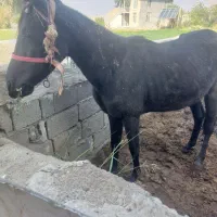 اسب. مادیون