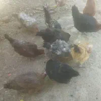 مرغ