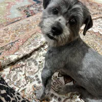 حیوانات خانگی