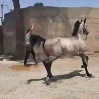 نریان عرب یک سر