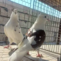 کبوتر دهنجور|پرنده|بندرعباس, |دیوار