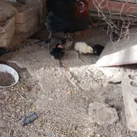 یک عدد مرغ با ۹ تا جوجه به شرط سالم