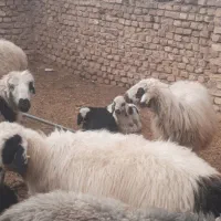 بره بومی