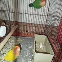 طوطی برزیلی|پرنده|محمدشهر, جعفرآباد|دیوار