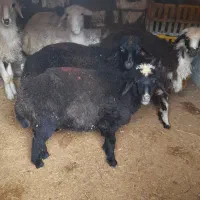 گوسفند بره دوقلو