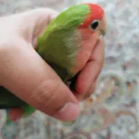 کوتوله بالغ|پرنده|قم, پردیسان|دیوار
