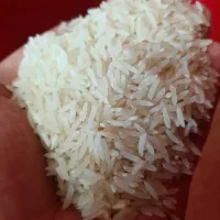 برنج فجر سوزنی سورت شده