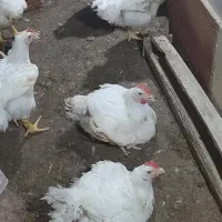 جوجه یک روزه گوشتی رآس|حیوانات مزرعه|بندر ترکمن, |دیوار