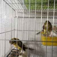 قناری رسمی بلند جفت با جوجه
