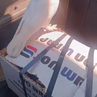 کبوتر طوقی زرد ماده