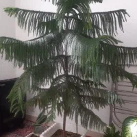 گل مطبق ۱۶۰سانتی ۵ساله