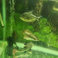 چانا پیرانا ردتیل سنسیلا نایف اسفراناموس کت رافائل