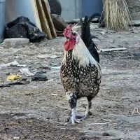 خروس رسمی نطفه دار|حیوانات مزرعه|قم, مسجد امام حسن|دیوار