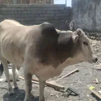 گوساله نردوساله رودان