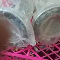 هلدر|لوستر و چراغ آویز|اهواز, گلدشت|دیوار