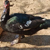 اردک خروس غاز|حیوانات مزرعه|قائم‌شهر, |دیوار