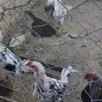 خروس|حیوانات مزرعه|بهار, |دیوار