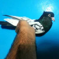 کبوتر سینه سیاه نره برازجان