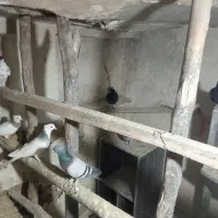 کبوتر شهری وبهبهانی|پرنده|شیراز, شاهچراغ|دیوار