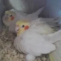 مرغ عروس|پرنده|کاشان, الغدیر|دیوار