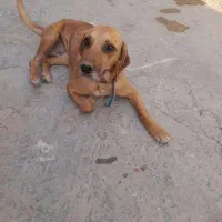 توله ماده گم شده روز سه‌شنبه