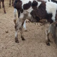 گوساله دورگ محلی