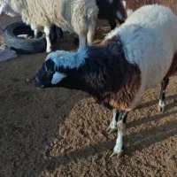 5بره نر پلنگی|حیوانات مزرعه|زاوه, |دیوار