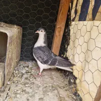 کبوتری سیاه پشت کله دم سبز سیاه و سرخ