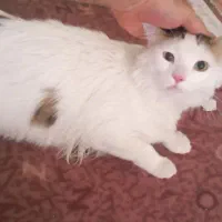 وگذاری گربه نژاد دار - رایگان|گربه|زنجان, |دیوار