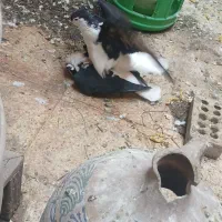 جفت شیرازی سیاه کاکل|پرنده|اهواز, کوی جانبازان(دانش)|دیوار