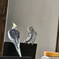عروس هلندی نر و ماده جفت خورده
