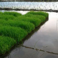 توم هاشمی .تعداد 40 تا