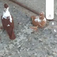 ککیلی|پرنده|اردبیل, |دیوار